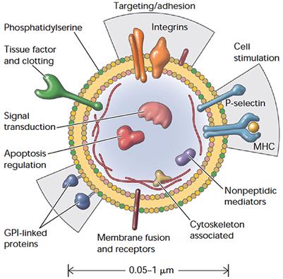 Physiologic Impact of Circulating RBC Microparticles upon Blood-Vascular Interactions